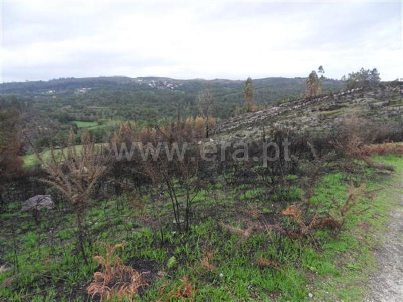 Terreno para Construção  Fafe, Moreira do Rei e Várzea Cova - 541206 - 9