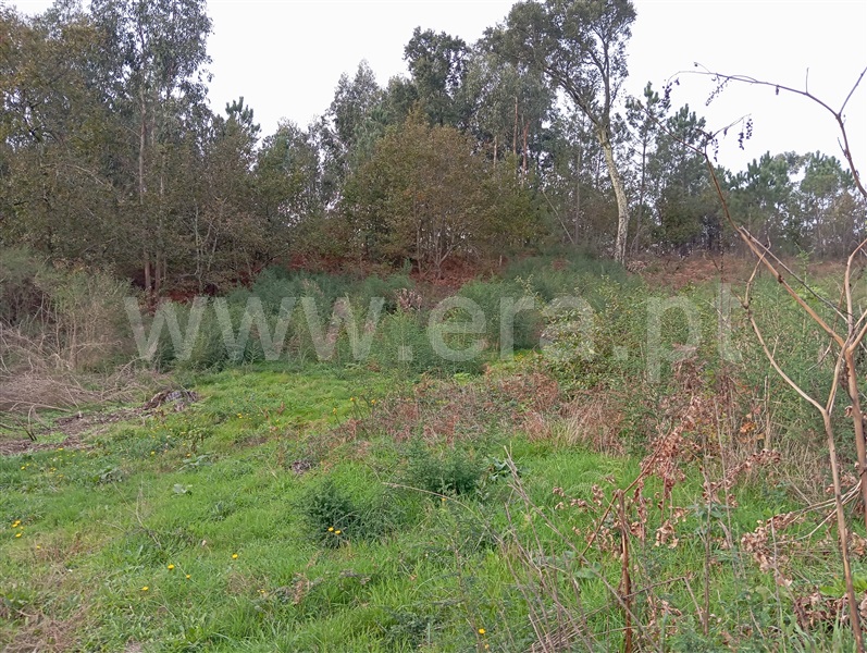 Terreno para Construção  Fafe, Ribeiros - 1449178 - 33