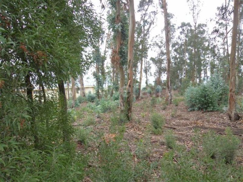 Terreno para Construção / Fafe, Travassós