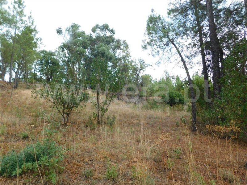 Terreno para Construção  Fundão, Aldeia Nova - 1353364 - 2