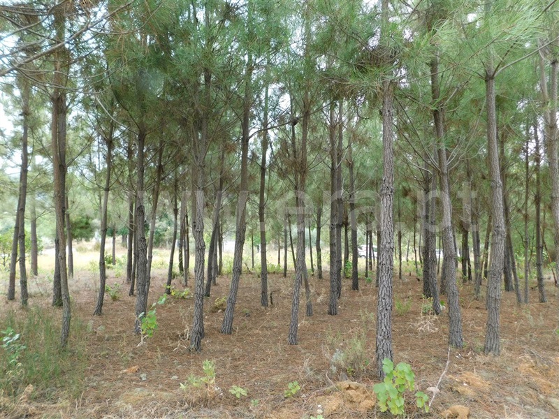 Terreno para Construção  Fundão, Aldeia Nova - 1353364 - 7