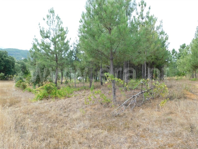 Terreno para Construção  Fundão, Aldeia Nova - 1353364 - 8