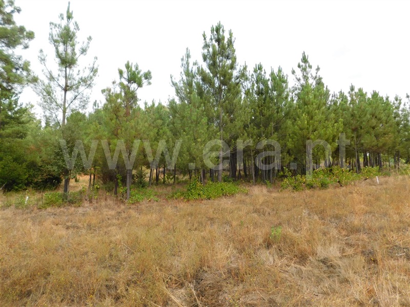 Terreno para Construção  Fundão, Aldeia Nova - 1353364 - 11