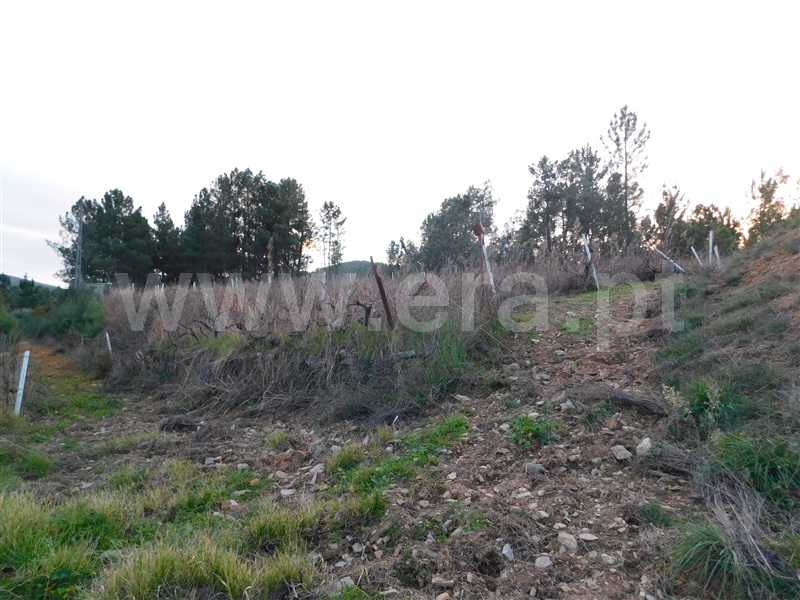 Terreno para Construção  Fundão, Silvares - 1183525 - 3