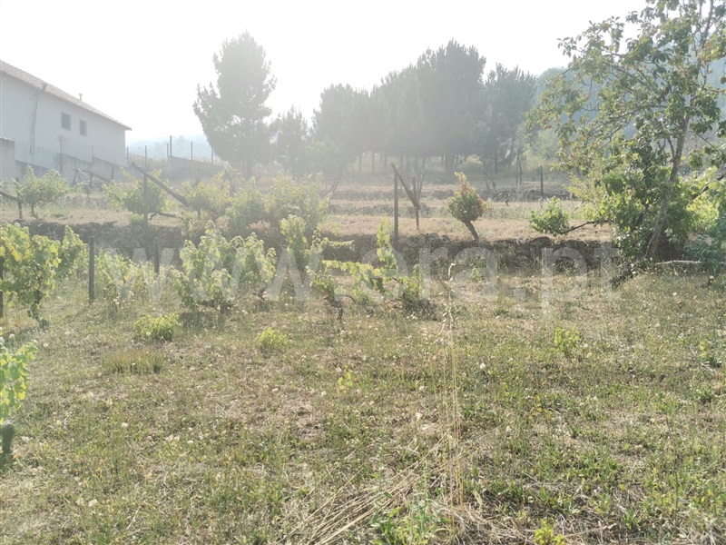 Terreno  Lamego, Lamego (Almacave e Sé) - 1256044 - 7
