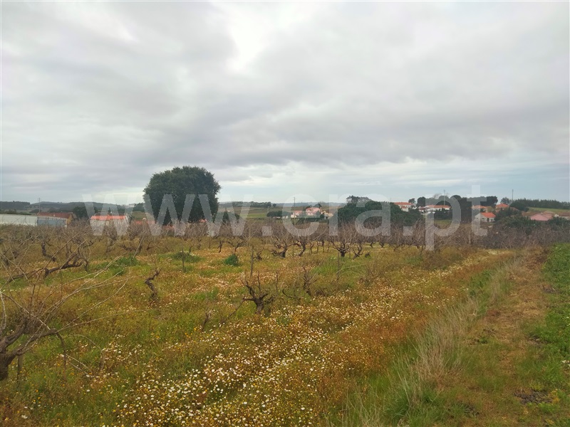 Terreno para Construção  com Aprovado Lourinhã, Moita dos Ferreiros - 1288581 - 6