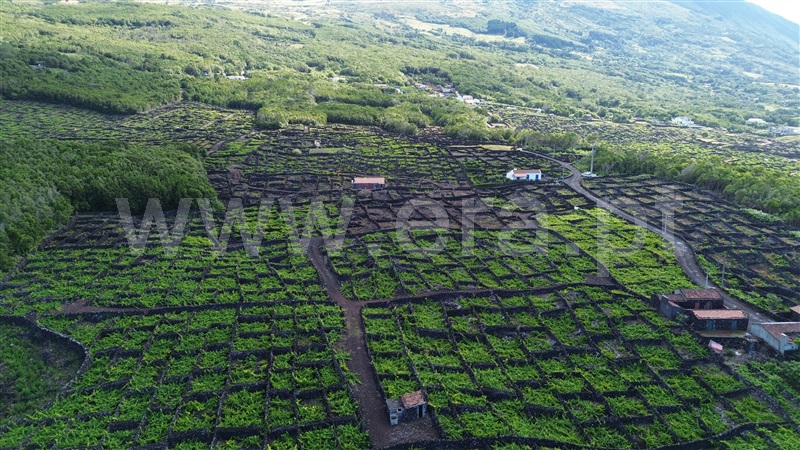 Terreno para Construção  Madalena, São Mateus - 1489149 - 14