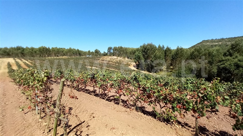 Terreno Rústico  Mafra, Sobral da Abelheira, Mafra - 1431091 - 10