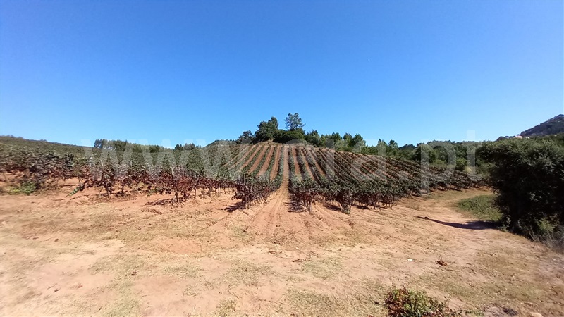 Terreno Rústico  Mafra, Sobral da Abelheira, Mafra - 1431091 - 11