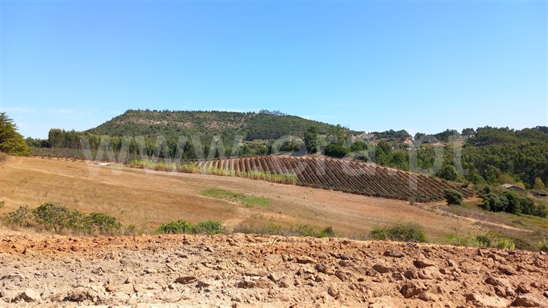 Terreno Rústico  Mafra, Sobral da Abelheira, Mafra - 1431091 - 12