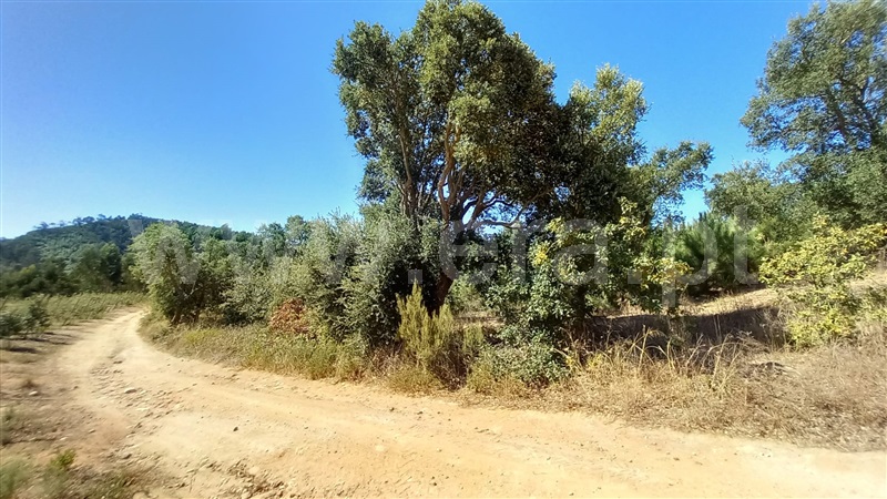 Terreno Rústico  Mafra, Sobral da Abelheira, Mafra - 1431091 - 14
