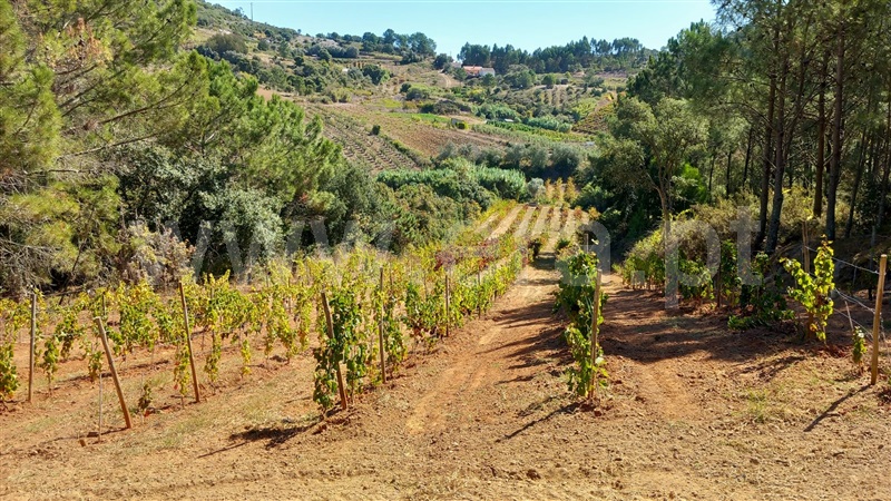 Terreno Rústico  Mafra, Sobral da Abelheira, Mafra - 1431091 - 25