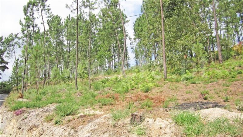 Terreno para Construção  Marco de Canaveses, Várzea, Aliviada e Folhada - 929955 - 3