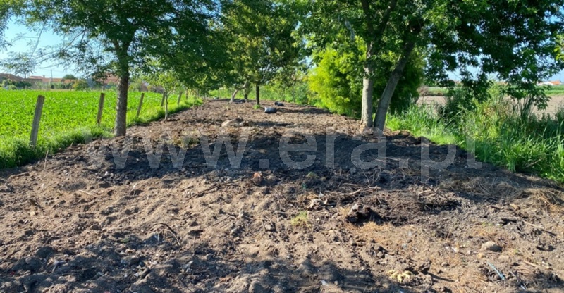 Terreno para Construção  com Aprovado Murtosa, Bunheiro - 1431658 - 36