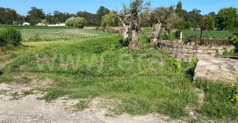 Terreno para Construção  com Aprovado Murtosa, Bunheiro - 1431658 - 38