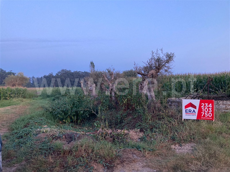 Terreno para Construção  com Aprovado Murtosa, Breja - 1431658 - 41