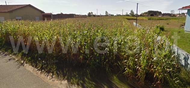 Terreno para Construção  Murtosa, Bunheiro - 1492029 - 2