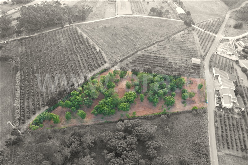 Terreno para Construção / Óbidos, Casais da Navalha