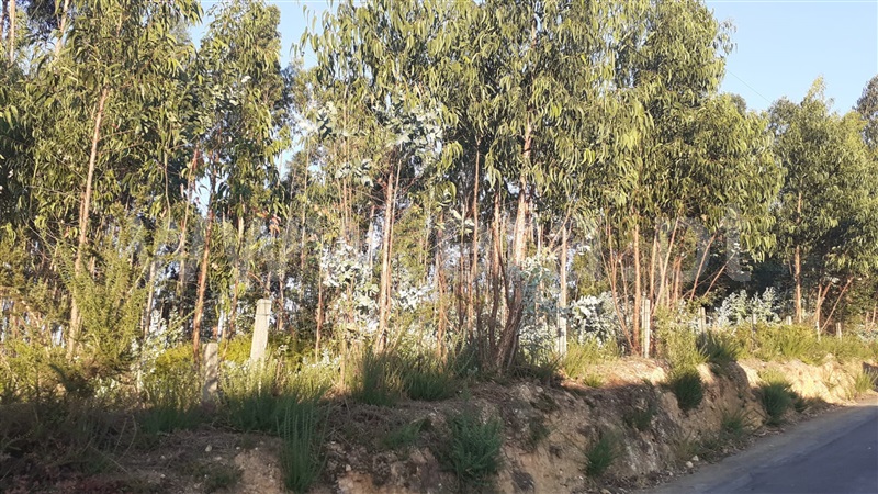 Terreno para Construção / Oliveira de Azeméis, Oliveira de Azeméis, Santiago de Riba-Ul, Ul, Macinhata da Seixa e Madail