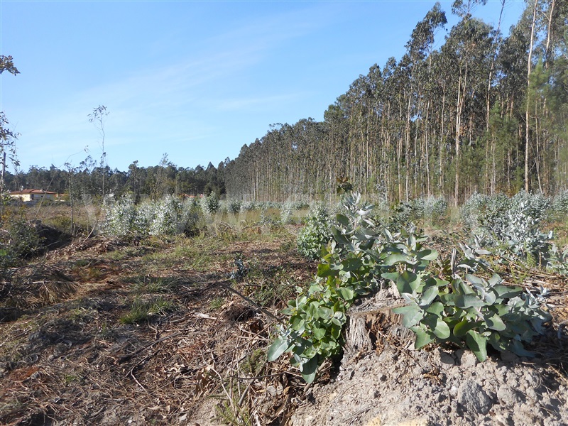 Terreno para Construção  Oliveira de Azeméis, São Martinho da Gândara - 1024524 - 3