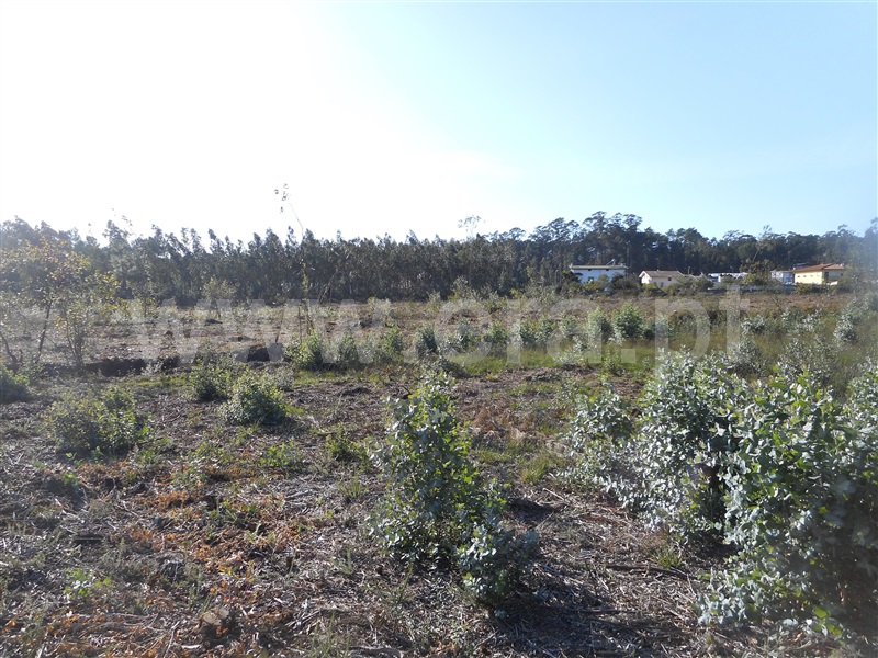 Terreno para Construção  Oliveira de Azeméis, São Martinho da Gândara - 1024524 - 4