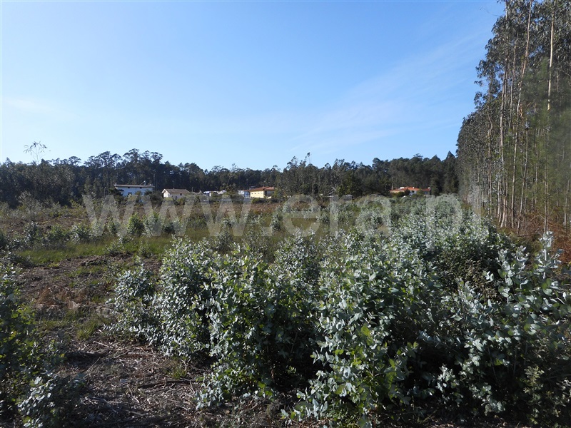 Terreno para Construção  Oliveira de Azeméis, São Martinho da Gândara - 1024524 - 5
