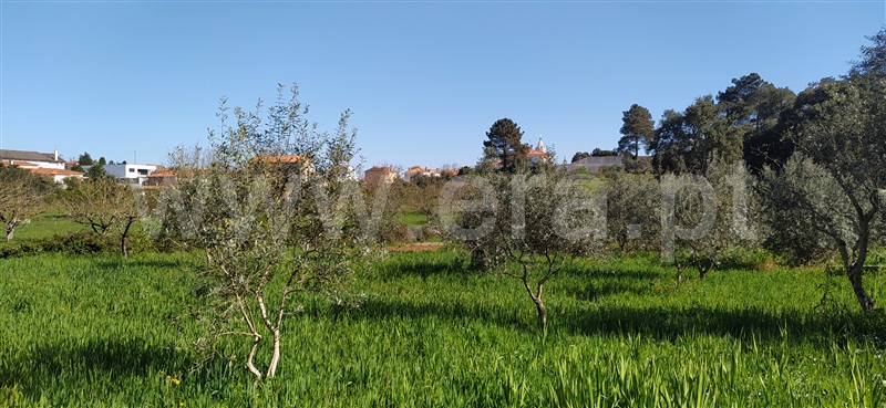 Terreno para Construção  Ourém, Fátima - 1159561 - 3