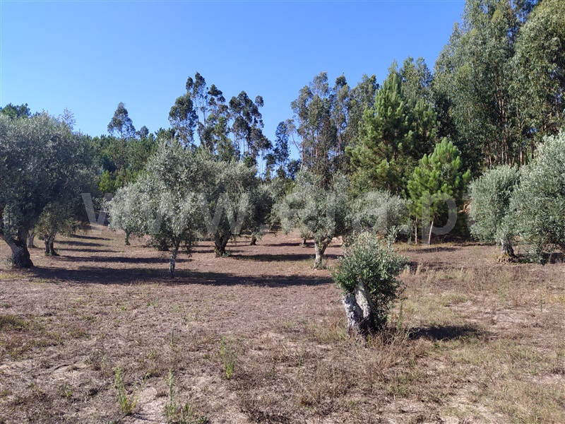Terreno para Construção / Ourém, Matas e Cercal