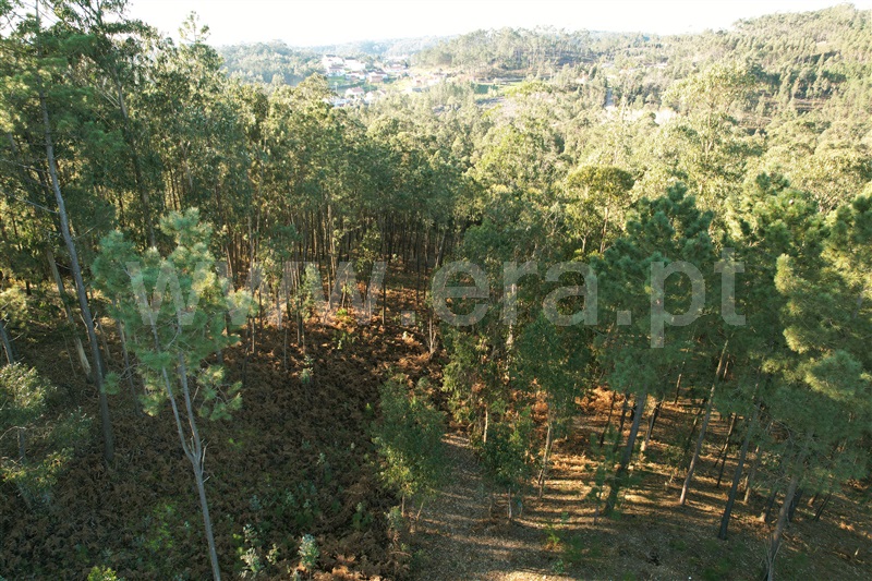 Terreno para Construção  Ourém, Matas e Cercal - 1300463 - 6
