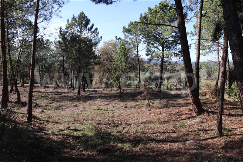 Terreno para Construção  Ourém, Nossa Senhora da Piedade - 1138145 - 16