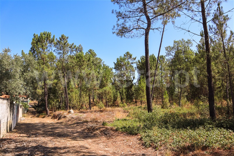 Terreno para Construção  com Aprovado Ourém, Rio de Couros e Casal dos Bernardos - 1270518 - 12