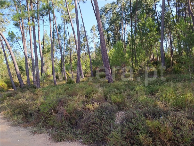 Terreno para Construção / Ourém, Urqueira