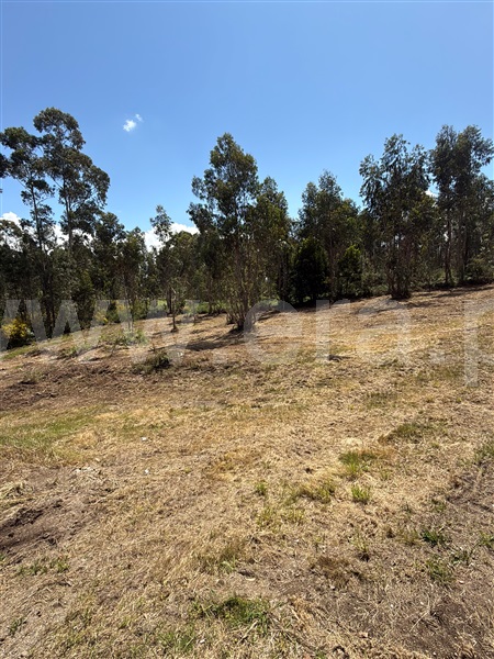 Terreno para Construção  Paredes, Baltar - 1472748 - 10