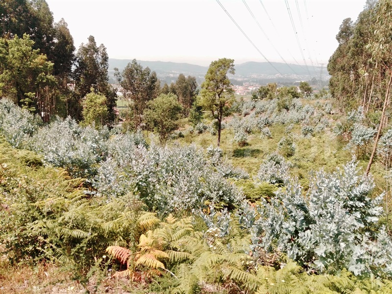 Terreno para Construção / Paredes, Rebordosa