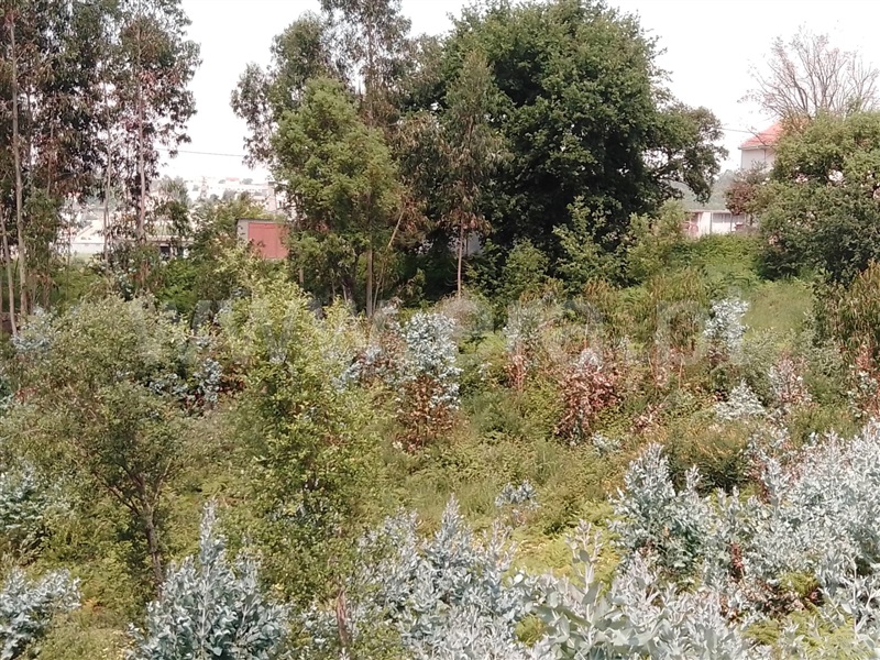 Terreno para Construção / Paredes, Rebordosa