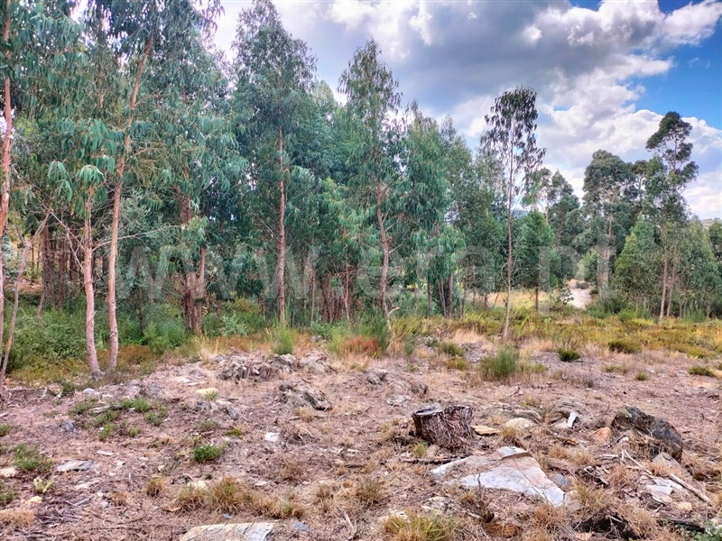 Terreno para Construção  Paredes, Recarei - 1277777 - 3