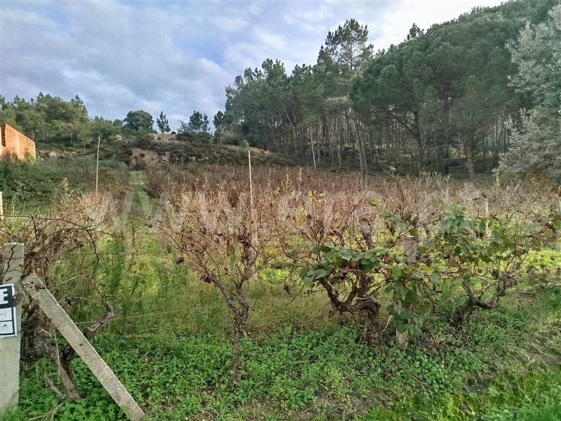 Terreno para Construção  Pombal, LOURIÇAL - 1445174 - 1