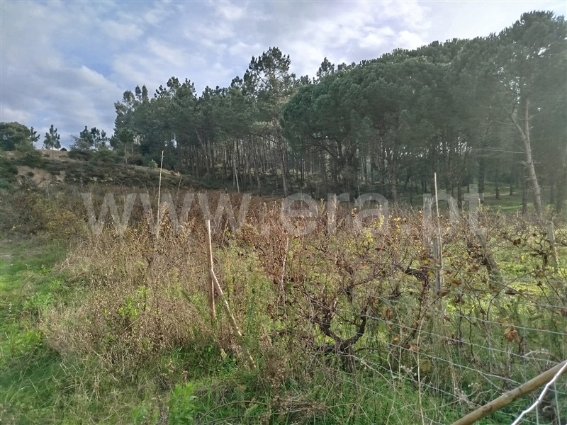 Terreno para Construção  Pombal, LOURIÇAL - 1445174 - 3