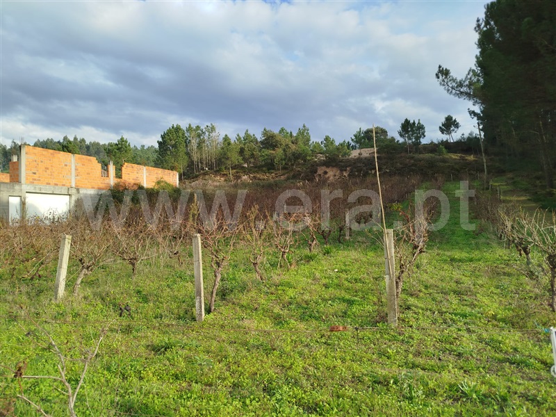 Terreno para Construção  Pombal, LOURIÇAL - 1445174 - 4