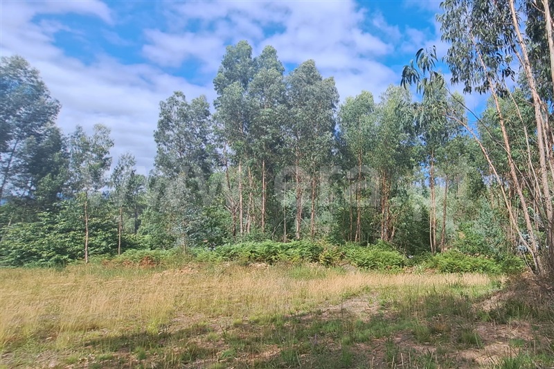 Terreno para Construção  Ponte de Lima, Arca - 1352069 - 4