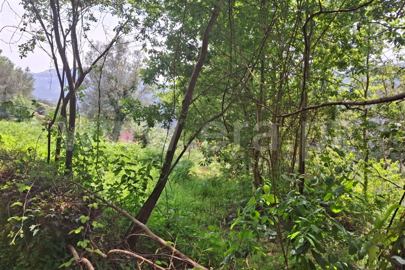 Terreno para Construção  Ponte de Lima, Barrio - 1511044 - 6