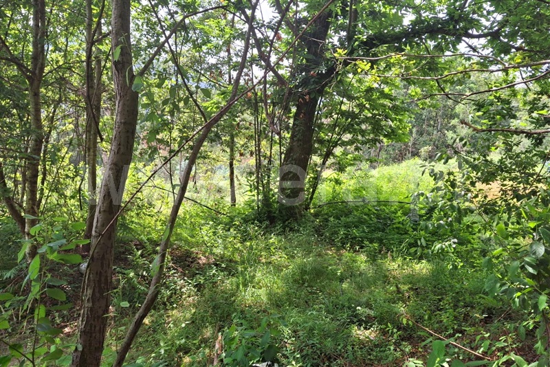 Terreno para Construção  Ponte de Lima, Barrio - 1511044 - 8