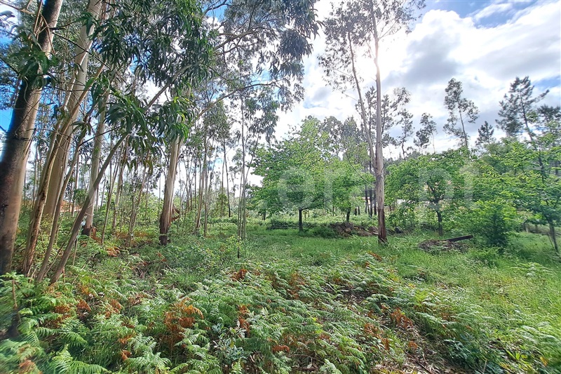 Terreno para Construção  Ponte de Lima, Fojo Lobal - 1406542 - 6