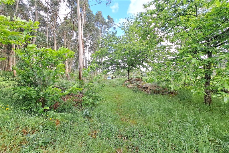 Terreno para Construção  Ponte de Lima, Fojo Lobal - 1406542 - 8
