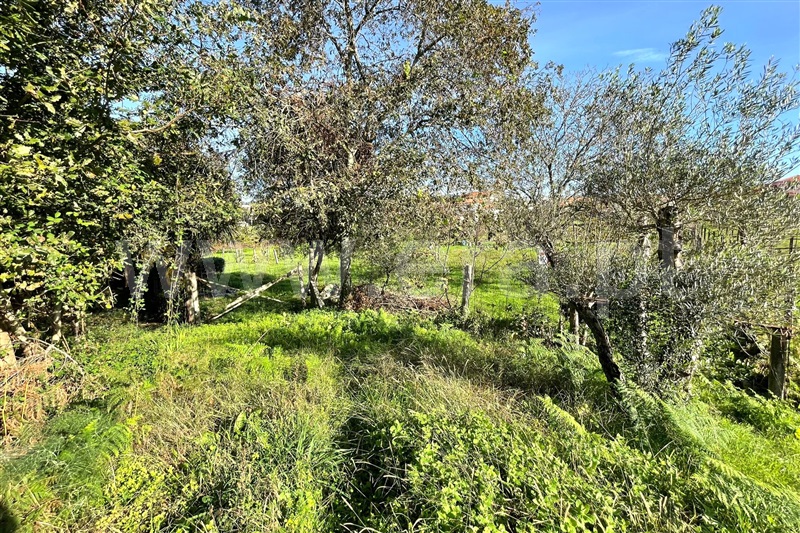 Terreno para Construção  Ponte de Lima, Fontão - 1445518 - 4