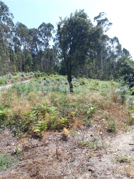 Terreno para Construção / Ponte de Lima, Poiares