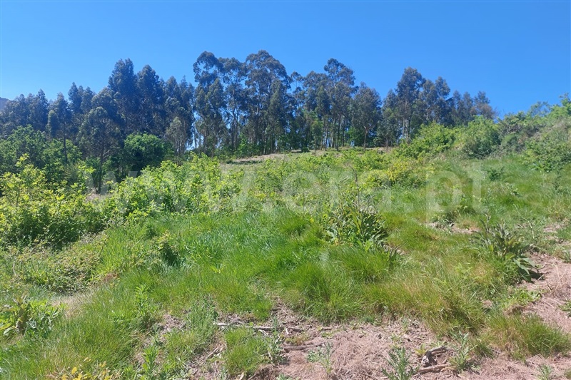 Terreno para Construção  Ponte de Lima, Rendufe - 1400493 - 4