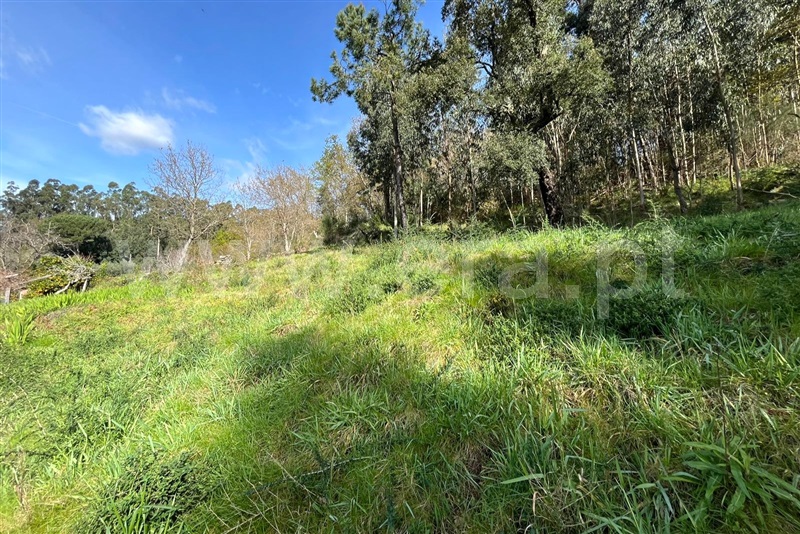Terreno para Construção  Ponte de Lima, Ribeira - 1509398 - 6