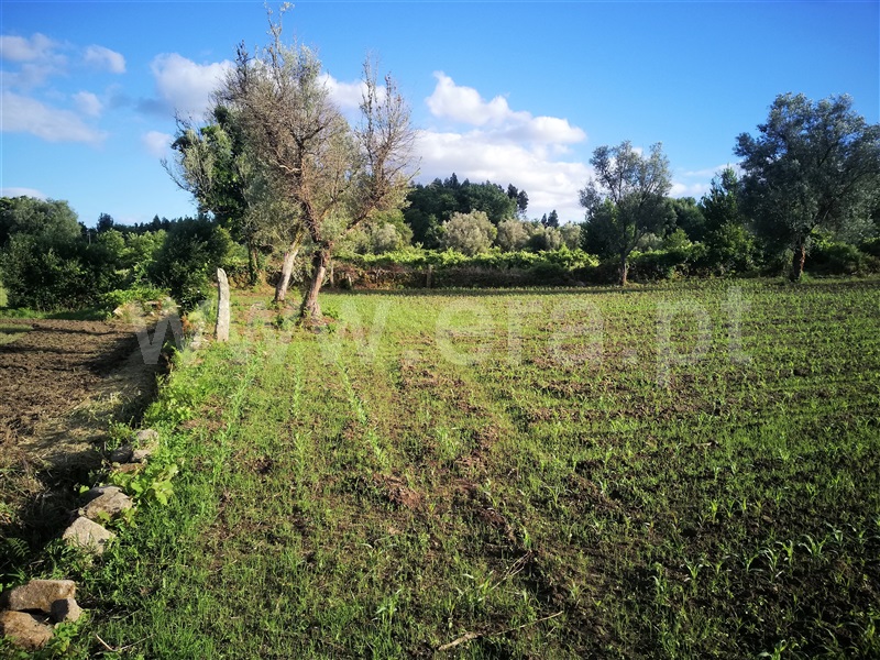 Terreno para Construção  Ponte de Lima, São Pedro D`Arcos - 1064561 - 4