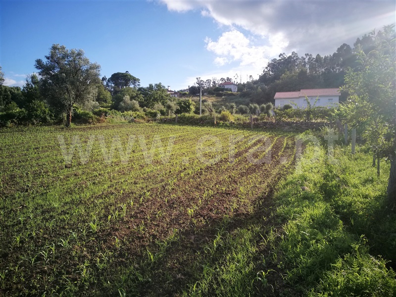 Terreno para Construção  Ponte de Lima, São Pedro D`Arcos - 1064561 - 5
